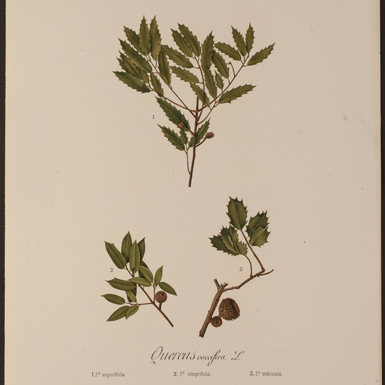 IES_CARDENALCISNEROS_HERBARIO_082