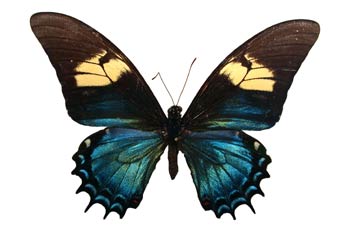 Papilio androgeus hembra (México)