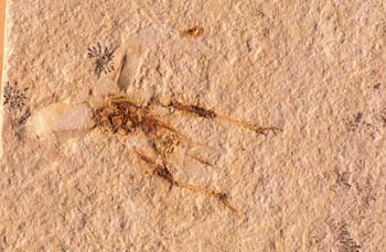 Grillo (Insecto) Cretácico