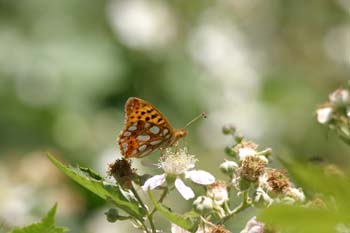 Sofía (Issoria lathonia)