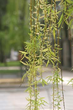 Sauce llorón - Hojas (Salix babylonica)