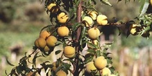 Melocotonero (Prunus persica)