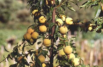 Melocotonero (Prunus persica)