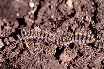 Procesionaria del pino - Oruga (Thaumetopoea pityocampa)