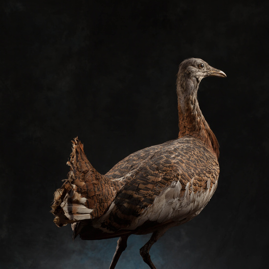 IES_SANISIDRO_MUSEO_Aves_177