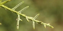 Ciprés de Arizona - Hojas (Cupressus arizonica)