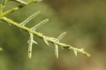 Ciprés de Arizona - Hojas (Cupressus arizonica)