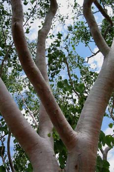 Eucaliptos blancos, Kakadu, Australia