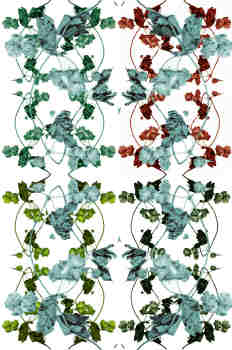 Opción segunda de superposición de ramas