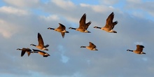 El vuelo de los gansos