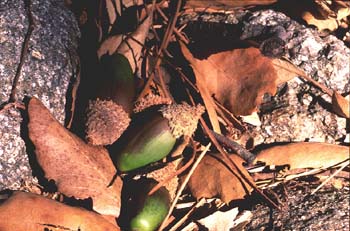 Alcornoque - Bellota (Quercus suber)