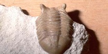 Neosaphus sp. (Trilobites) Ordovícico