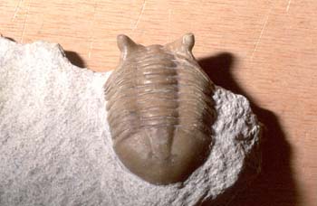 Neosaphus sp. (Trilobites) Ordovícico