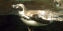 Pingüino de Humboldt (Spheniscus humboldti)