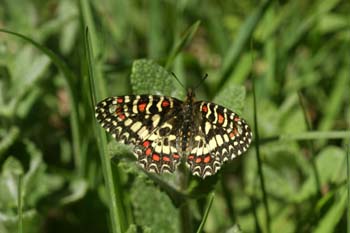Arlequín (Zerynthia rumina)