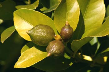 Limonero - Fruto (Citrus limon)
