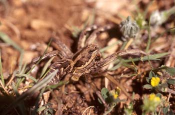 Araña lobo o Tarántula (Lycosa tarentula)