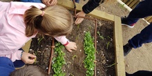 5º PLANTA EN EL HUERTO_CEIP FDLR_LAS ROZAS 7