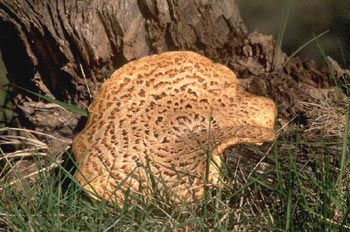 Silla de montar (Polyporus squamosus)