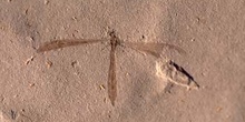 Típula-Díptero (Insecto) Eoceno