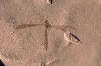 Típula-Díptero (Insecto) Eoceno