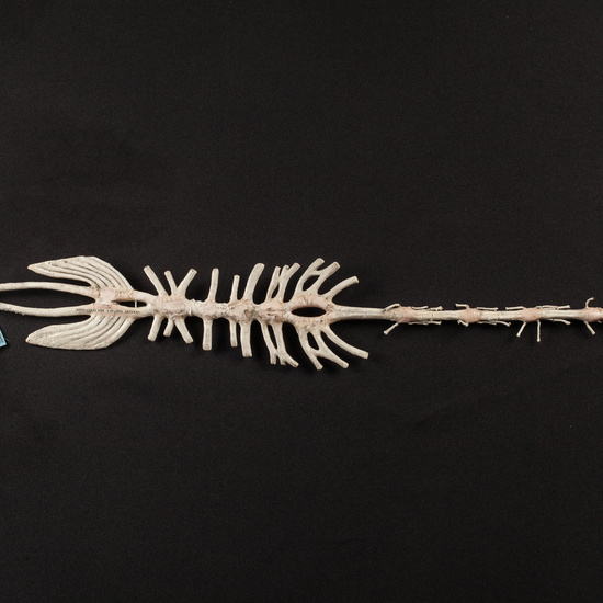 IES_CARDENALCISNEROS_ZOOLOGIA_II_MODELOS_018