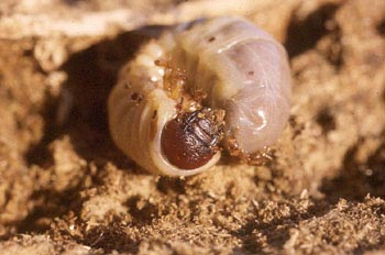 Escarabajo rinoceronte (Oryctes nasicornis)