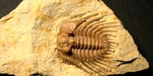 Ketneraspis williamsi (Trilobites) Devónico