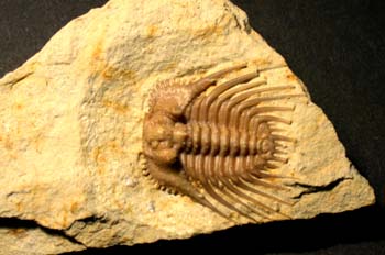 Ketneraspis williamsi (Trilobites) Devónico