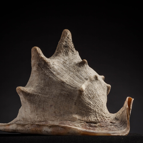 IES_CARDENALCISNEROS_CONCHAS_019