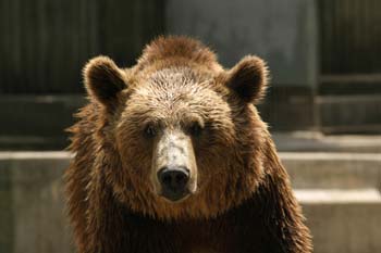 Oso pardo (Ursus arctos)