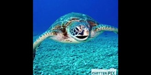 Las tortugas marinas en peligro de extinción 