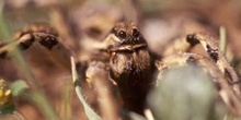 Araña lobo o Tarántula (Lycosa tarentula)