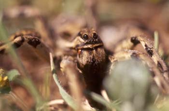 Araña lobo o Tarántula (Lycosa tarentula)