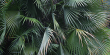 Palmito, Jardín botánico, Java, Indonesia
