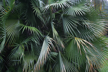 Palmito, Jardín botánico, Java, Indonesia