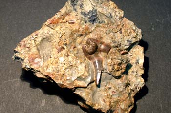 Xenacanthus texensis (Pez) Pérmico