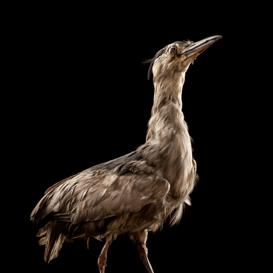 IES_SANISIDRO_BIOLOGIA_049