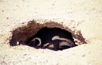 Pingüino de Magallanes, Argentina
