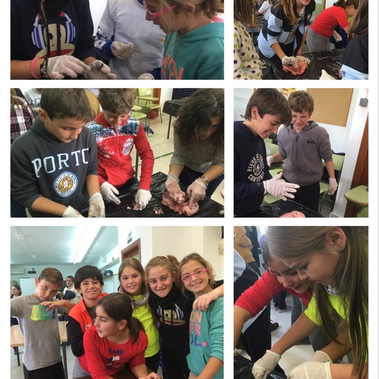 2016-11-09_DISECCION OJO CORDERO (49)