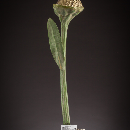 IES_ISABELLACATOLICA_BIOLOGIA_042