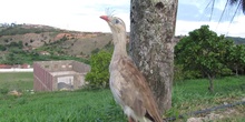 Chuña de patas rojas Cariama cristata (Linnaeus, 1766)