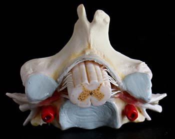 Estructura de Vértebra