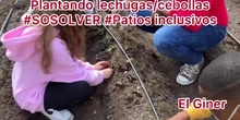 28049407 PLANTANDO SEMILLAS DE LECHUGA PROYECTO ETWINNING - PATIOS INCLUSIVOS / SOSOLVER
