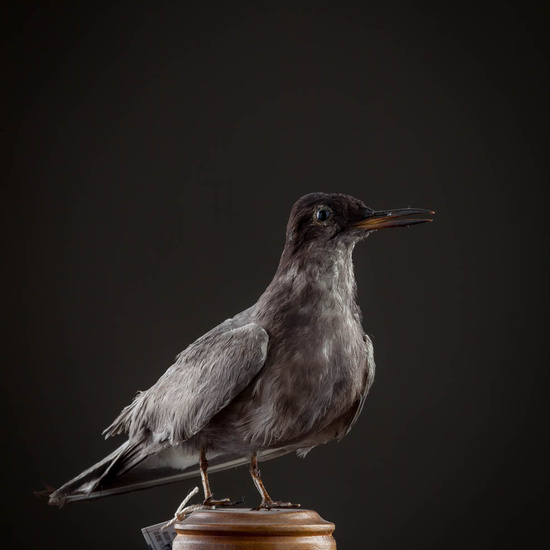 IES_ISABELLACATOLICA_BIOLOGIA_559