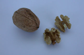 Nueces