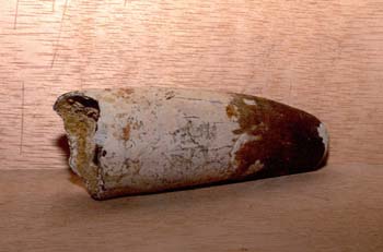 Diente de Spinosaurus sp. (Reptil) Cretácico