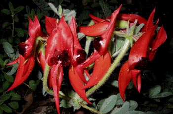 Guisantes del desierto, Alice Springs, Australia