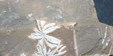 Annularia radiata (Equiseto-Cola Caballo) Carbonífero