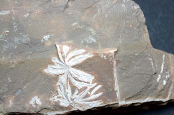 Annularia radiata (Equiseto-Cola Caballo) Carbonífero